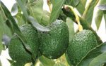 Hass avocado exporter from Kenya