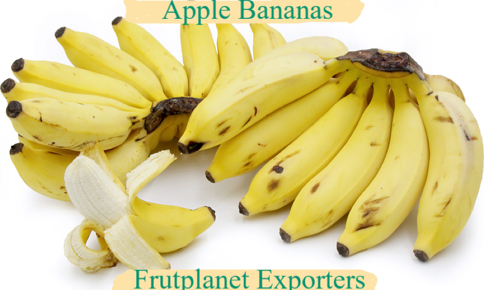 Apple banana suppliers at Frutplanet