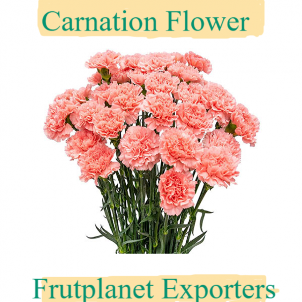 Buy Carnation flowers online on Frutplanet Exporters