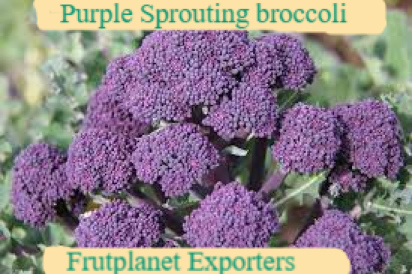 Buy Purple Sprouting broccoli in bulk at Frutplanet