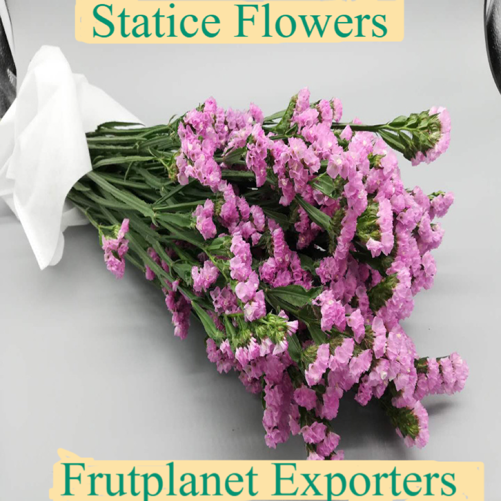 Buy Statice flowers online at Frutplanet Exporters