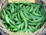 sugar snap peas from frutplanet