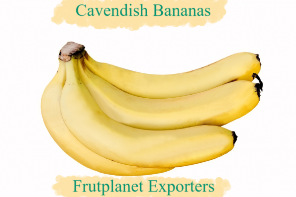 Buy cavendish banana at Frutplanet exporters