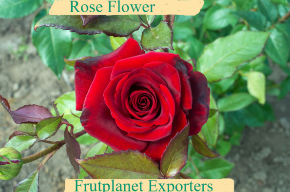 Buy rose flowers from Frutplanet Exporters and Suppliers