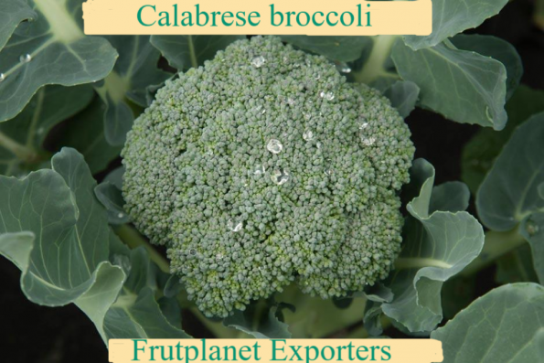 Calabrese Broccoli from Kenya at Frutplanet
