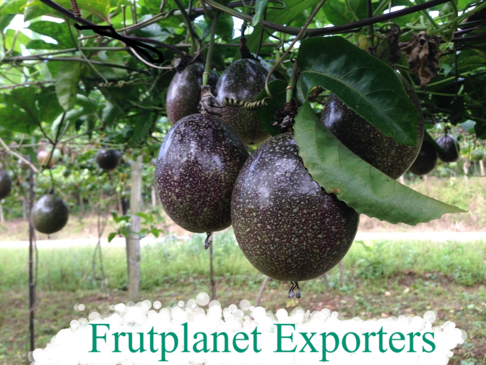 Buy Passion Fruits In Kenya From Suppliers