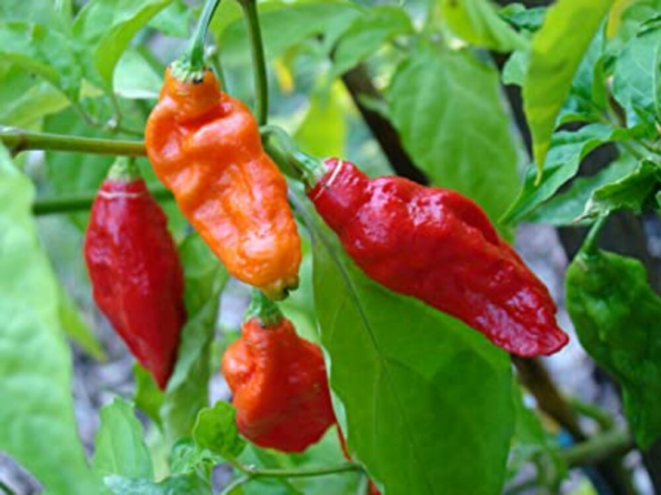 Ghost Pepper (Bhut Jolokia Chili) from FrutPlanet