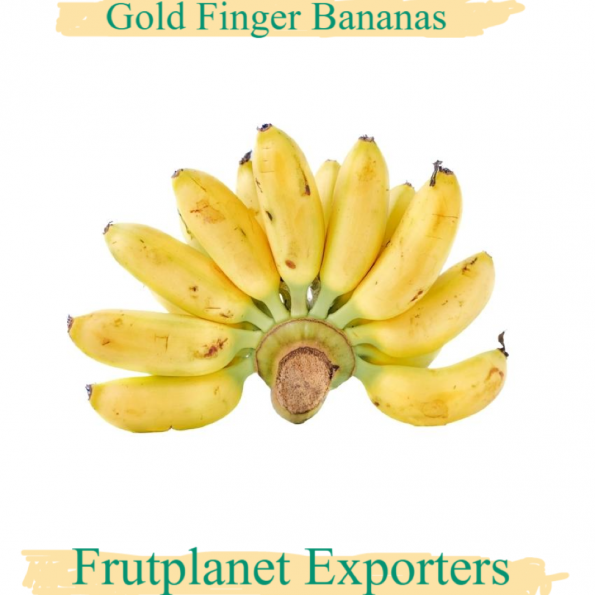 Gold Finger Bananas for Export at Frutplanet