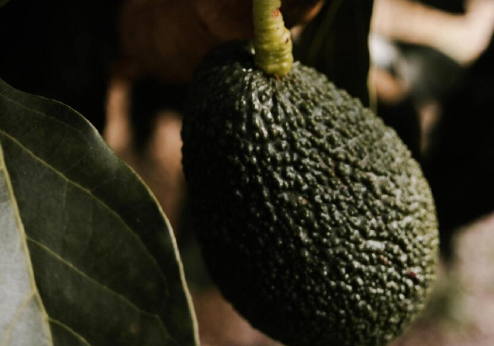 Hass avocado exporter from Kenya showing export quality produce destined for South Asian and global markets