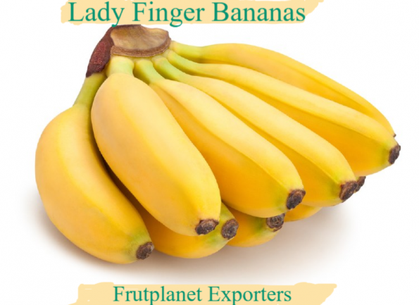 Lady Finger Bananas for Export at Frutplanet