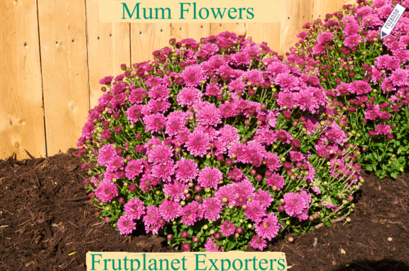 Order Mum flowers online on Frutplanet Exporters
