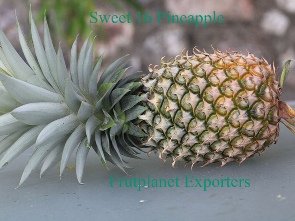 Sweet 16 Pineapples at Frutplanet exporters