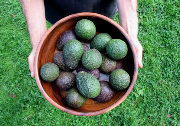 The Light green-skinned Hass avocado from frutplanet