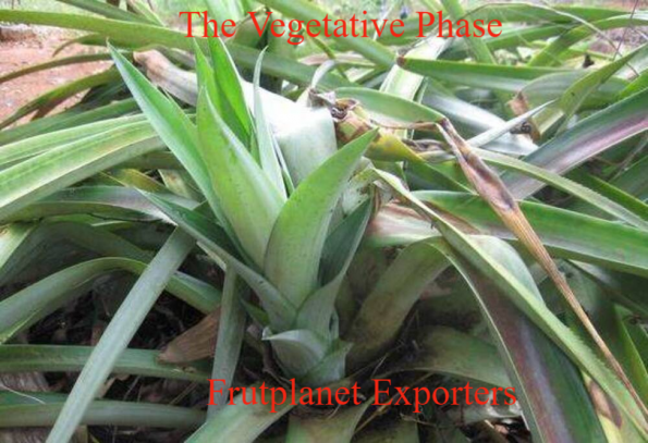 The pineapple plant- The vegetative Phase
