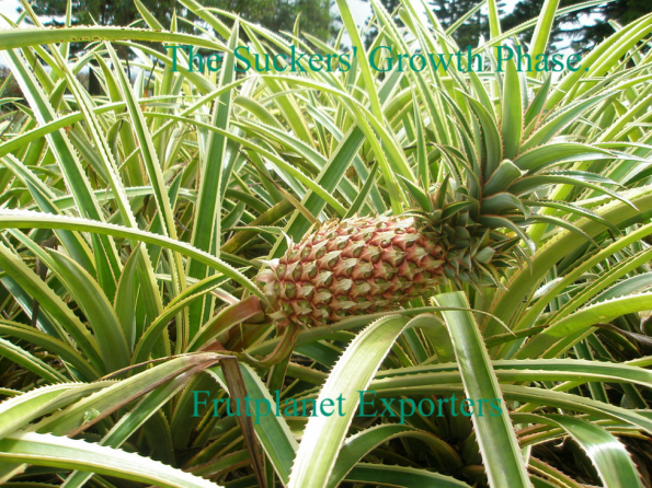 The pineapple plant suckers growth phase