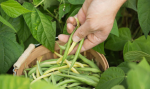 French Beans Exporter from Kenya