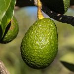 Kenyan hass avocado