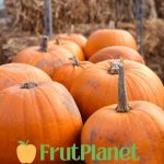 pumpkins for export