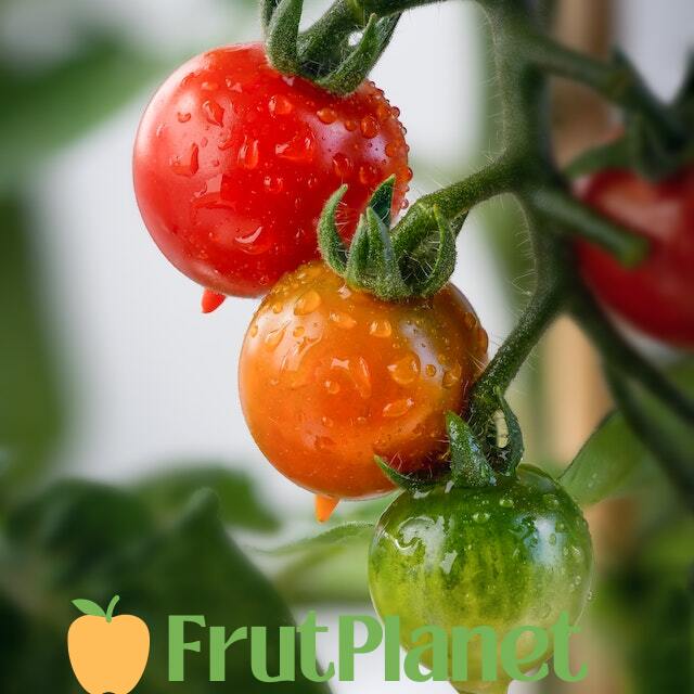 produksi tomat di Kenya