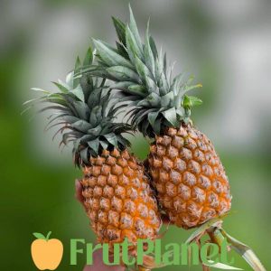 Two ripe fresh pineapple fruits