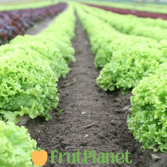 Lettuce Farming in Kenya