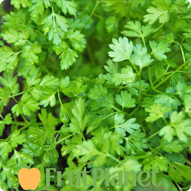 Chervil Herb Curled