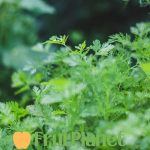 Growing coriander