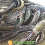buy catfish online (2)