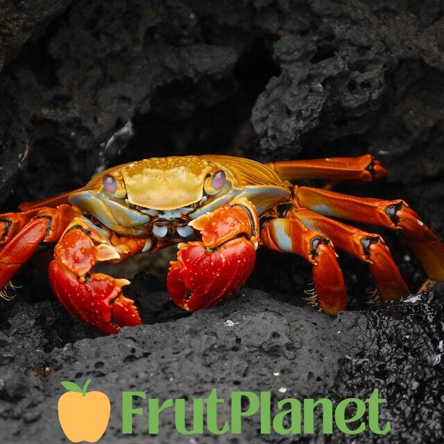 buy bulk crabs