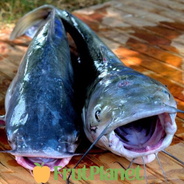 Cat Fish Cod Buy Cod Fish Online From Exporters | FrutPlanet