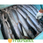 wholesale king fish