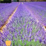 buy lavender online