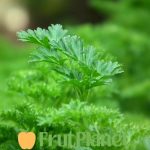 buy parsley online