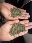 buy khat online