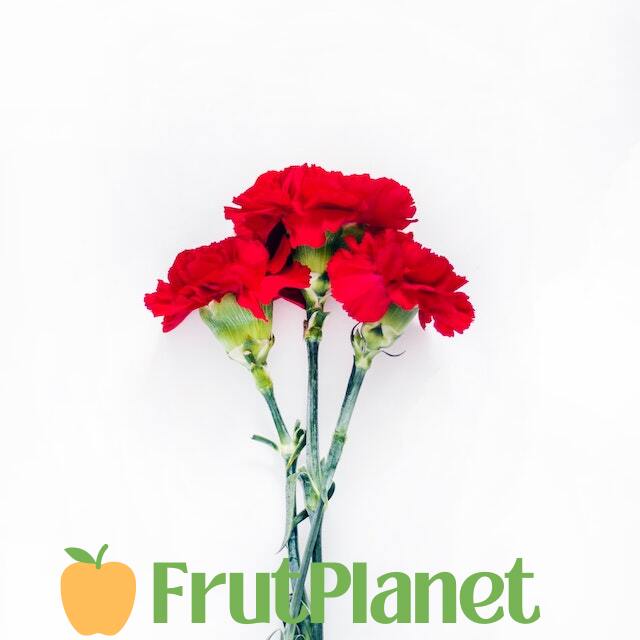 carnations exporter and supplier