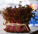 buy fresh khat