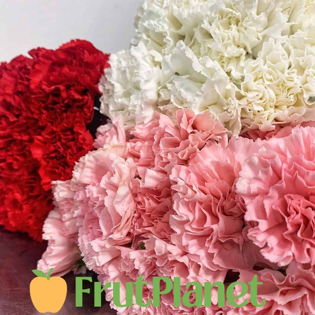 flowers-bulk-carnations