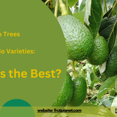 Alberi di avocado Hass vs altre varietà di avocado: qual è il migliore?