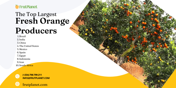 The Top Largest Fresh Orange Producers