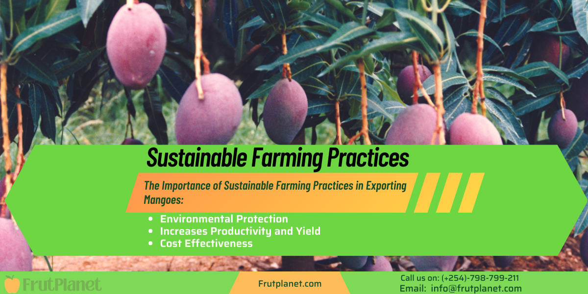 Importance of Sustainable Farming Practices in Exporting Mangoes