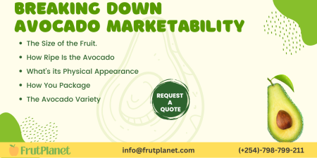 What to Look for in Avocado Suppliers: A Guide for Retailers