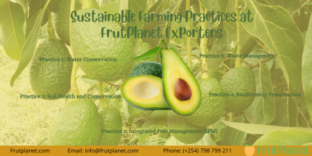 How to Buy and Export Avocados in Bulk From Kenya