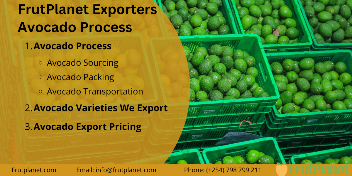 FrutPlanet avocado exporter processing