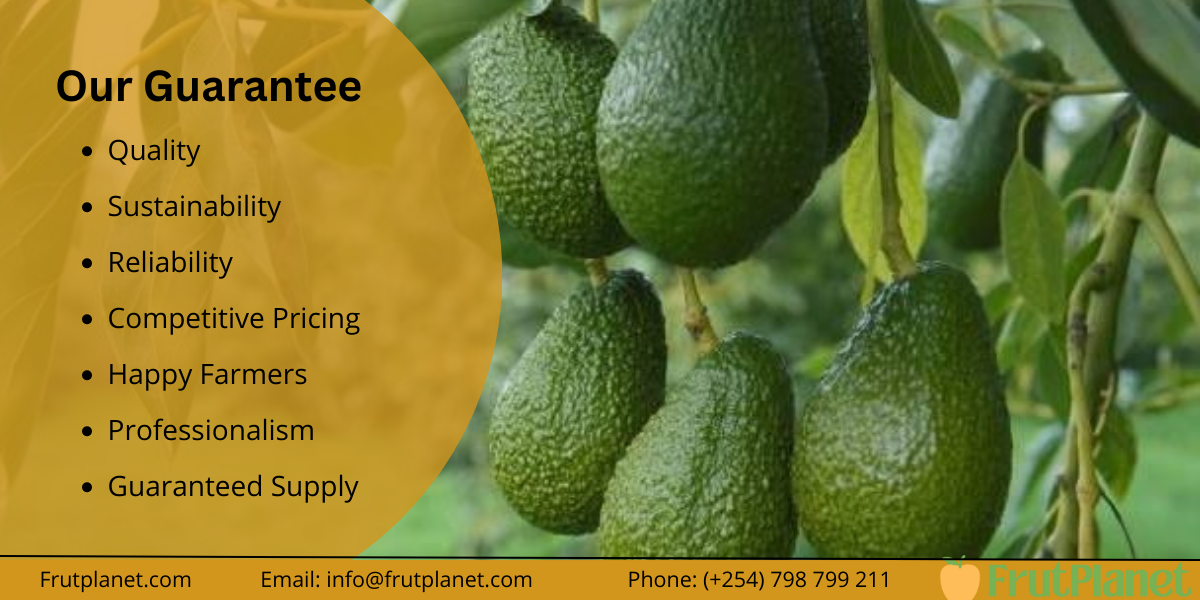 FrutPlanet avocado exporters guarantee