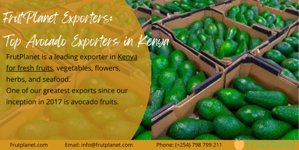 Top Avocado Exporters in Kenya