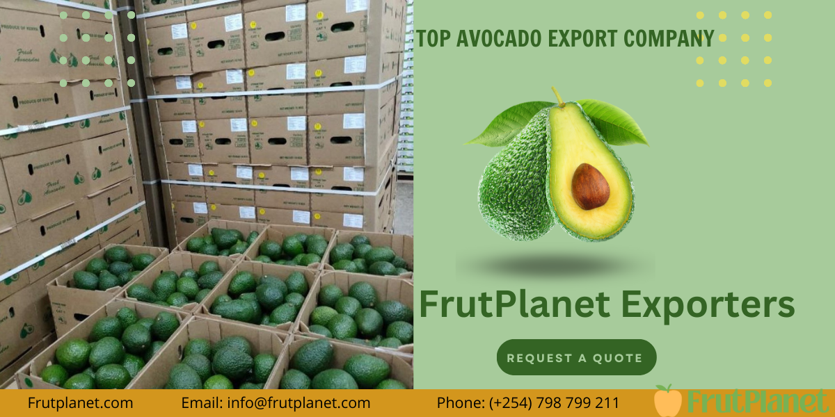 largest avocado companies