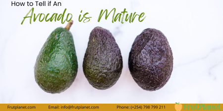 Tips for Maintaining a Healthy Mature Avocado Tree