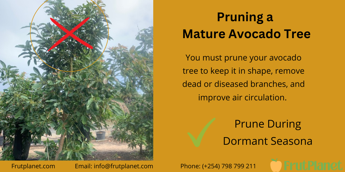 pruning a mature avocado tree