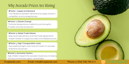 Which Avocado Fruit Price Per Kg Is Best In Kenya?
