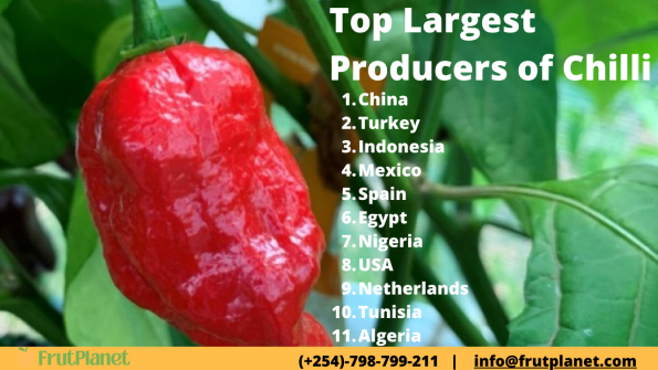largest producers of chilli
